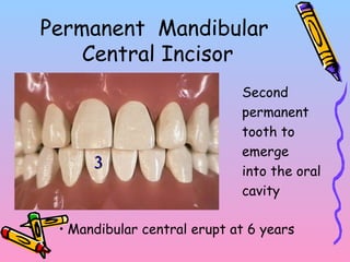 Permanent Mandibular
Central Incisor
Second
permanent
tooth to
emerge
into the oral
cavity
• Mandibular central erupt at 6 years
33
 