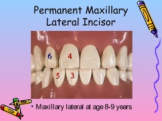 Permanent Maxillary
Lateral Incisor
33
44
55
66
• Maxillary lateral at age8-9 years
 