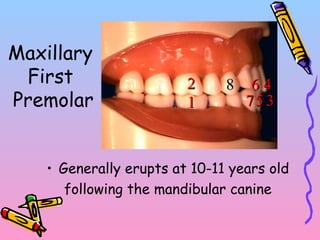 Maxillary
First
Premolar
• Generally erupts at 10-11 years old
following the mandibular canine
7711
22
33
44
55
6688
 