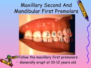 Maxillary Second And
Mandibular First Premolars
• Follow the maxillary first premolars
• Generally erupt at 10-12 years old
7711
22
33
44
55
668899
1010
 