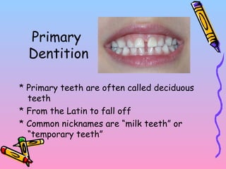Primary
Dentition
* Primary teeth are often called deciduous
teeth
* From the Latin to fall off
* Common nicknames are “milk teeth” or
“temporary teeth”
 
