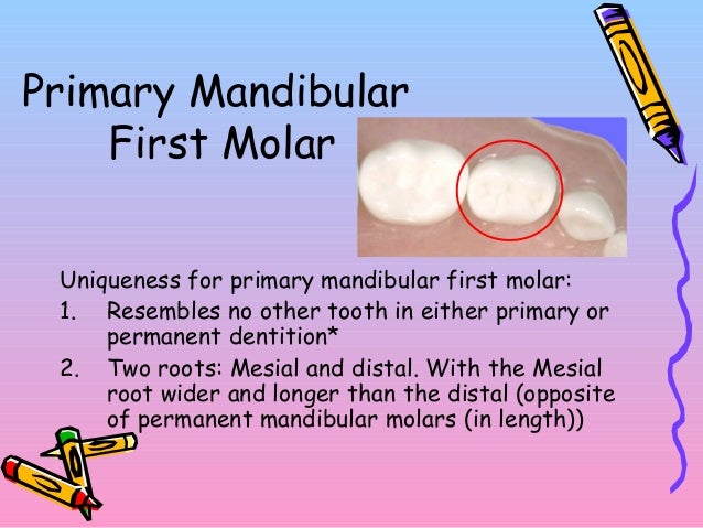 primary dentition and eruption primary mandibular first molar