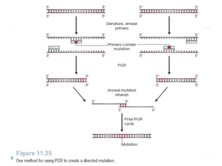 protein engineering and site directed mutagenesis | PPT