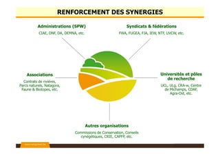 RENFORCEMENT DES SYNERGIES
Administrations (SPW)
CIAE, DNF, DA, DEMNA, etc.
Syndicats & fédérations
FWA, FUGEA, FJA, IEW, NTF, UVCW, etc.
Universités et pôles
de recherche
UCL, ULg, CRA-w, Centre
de Michamps, CDAF,
Agra-Ost, etc.
Associations
Contrats de rivières,
Parcs naturels, Natagora,
Faune & Biotopes, etc.
Autres organisations
Commissions de Conservation, Conseils
cynégétiques, CRIE, CAPFP, etc.
 