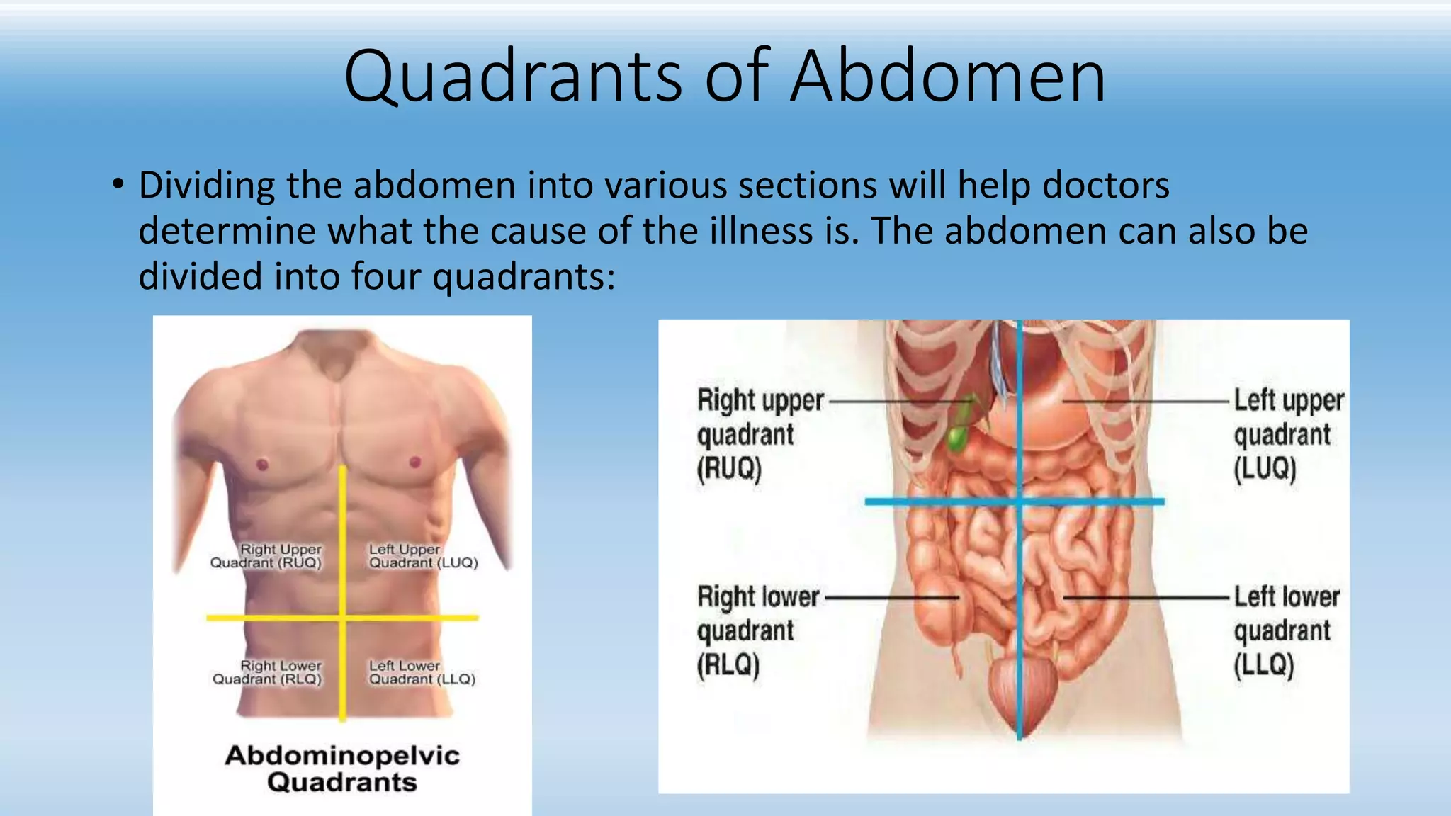 9 region of Abdomen | PPTX, image size:2048x1152