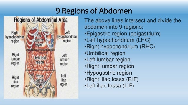 Back area. Abdomen Regions. 9 Region of abdomen. What Organs does the abdominal cavity contain?.