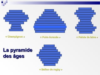 « Champignon »

« Poire écrasée »

La pyramide
des âges
« Ballon de rugby »

« Pelote de laine »

 