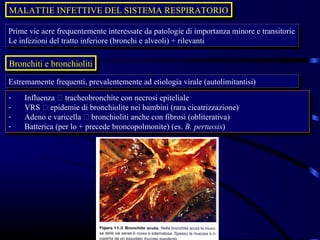 MALATTIE INFETTIVE DEL SISTEMA RESPIRATORIO
MALATTIE INFETTIVE DEL SISTEMA RESPIRATORIO

Prime vie aere frequentemente interessate da patologie di importanza minore eetransitorie
 Prime vie aere frequentemente interessate da patologie di importanza minore transitorie
Le infezioni del tratto inferiore (bronchi eealveoli) + rilevanti
 Le infezioni del tratto inferiore (bronchi alveoli) + rilevanti

Bronchiti eebronchioliti
Bronchiti bronchioliti
Estremamente frequenti, prevalentemente ad etiologia virale (autolimitantisi)
 Estremamente frequenti, prevalentemente ad etiologia virale (autolimitantisi)
--   Influenza  tracheobronchite con necrosi epiteliale
      Influenza  tracheobronchite con necrosi epiteliale
--   VRS  epidemie di bronchiolite nei bambini (rara cicatrizzazione)
      VRS  epidemie di bronchiolite nei bambini (rara cicatrizzazione)
--   Adeno eevaricella  bronchioliti anche con fibrosi (obliterativa)
      Adeno varicella  bronchioliti anche con fibrosi (obliterativa)
--   Batterica (per lo + precede broncopolmonite) (es. B. pertussis)
      Batterica (per lo + precede broncopolmonite) (es. B. pertussis)
 