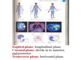 Solved] Midsagittal plane Umbilical plane Coronal plane, Subcostal plane.