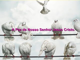A Paz de Nosso Senhor Jesus Cristo. 