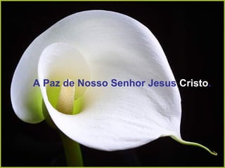 A Paz de Nosso Senhor Jesus Cristo.
 