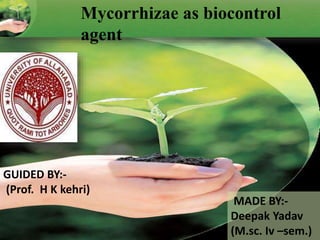 Mycorrhizae as biocontrol
agent
GUIDED BY:-
(Prof. H K kehri)
MADE BY:-
Deepak Yadav
(M.sc. Iv –sem.)
 