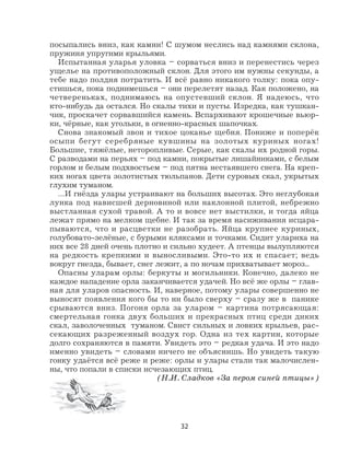 32
посыпались вниз, как камни! С шумом неслись над камнями склона,
пружиня упругими крыльями.
Испытанная уларья уловка – сорваться вниз и перенестись через
ущелье на противоположный склон. Для этого им нужны секунды, а
тебе надо полдня потратить. И всё равно никакого толку: пока опу-
стишься, пока поднимешься – они перелетят назад. Как положено, на
четвереньках, поднимаюсь на опустевший склон. Я надеюсь, что
кто-нибудь да остался. Но скалы тихи и пусты. Изредка, как тушкан-
чик, проскачет сорвавшийся камень. Вспархивают крошечные вьюр-
ки, чёрные, как угольки, в огненно-красных шапочках.
Снова знакомый звон и тихое цоканье щебня. Пониже и поперёк
осыпи бегут серебряные кувшины на золотых куриных ногах!
Большие, тяжёлые, неторопливые. Серые, как скалы их родной горы.
С разводами на перьях – под камни, покрытые лишайниками, с белым
горлом и белым подхвостьем – под пятна нестаявшего снега. На креп-
ких ногах цвета золотистых тюльпанов. Дети суровых скал, укрытых
глухим туманом.
…И гнёзда улары устраивают на больших высотах. Это неглубокая
лунка под нависшей дерновиной или наклонной плитой, небрежно
выстланная сухой травой. А то и вовсе нет выстилки, и тогда яйца
лежат прямо на мелком щебне. И так за время насиживания исцара-
пываются, что и расцветки не разобрать. Яйца крупнее куриных,
голубовато-зелёные, с бурыми кляксами и точками. Сидит улариха на
них все 28 дней очень плотно и сильно худеет. А птенцы вылупляются
на редкость крепкими и выносливыми. Это-то их и спасает; ведь
вокруг гнезда, бывает, снег лежит, а по ночам прихватывает мороз...
Опасны уларам орлы: беркуты и могильники. Конечно, далеко не
каждое нападение орла заканчивается удачей. Но всё же орлы – глав-
ная для уларов опасность. И, наверное, потому улары совершенно не
выносят появления кого бы то ни было сверху – сразу же в панике
срываются вниз. Погоня орла за уларом – картина потрясающая:
смертельная гонка двух больших и прекрасных птиц среди диких
скал, заволоченных туманом. Свист сильных и ловких крыльев, рас-
секающих разреженный воздух гор. Одна из тех картин, которые
долго сохраняются в памяти. Увидеть это – редкая удача. И это надо
именно увидеть – словами ничего не объяснишь. Но увидеть такую
гонку удаётся всё реже и реже: орлы и улары стали так малочислен-
ны, что попали в списки исчезающих птиц.
(Н.И. Сладков «За пером синей птицы»)
 