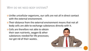 WHY DO WE NEED BODY SYSTEMS?
Unlike unicellular organisms, our cells are not all in direct contact
with the external environment.
Their distance from the external environment means that not all
body cells are able to exchange substances directly with it.
Cells are therefore not able to obtain
their own nutrients, oxygen & other
substances needed for life processes;
nor get rid of their wastes.
Source: http://cartoons-picture.blogspot.com.au/2012/12/cartoon-coyote-pictures.html