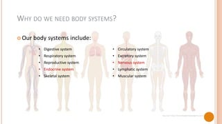 WHY DO WE NEED BODY SYSTEMS?
Our body systems include:
• Digestive system • Circulatory system
• Respiratory system • Excretory system
• Reproductive system • Nervous system
• Endocrine system • Lymphatic system
• Skeletal system • Muscular system