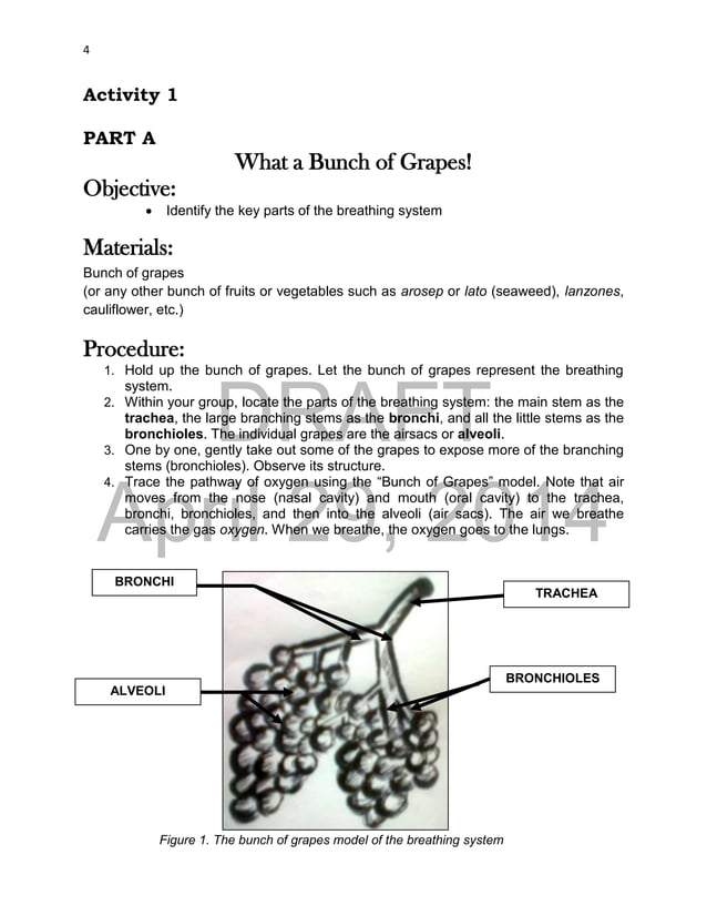 Grade 9 Learning Module in Science - Complete | PDF | Lung and ...