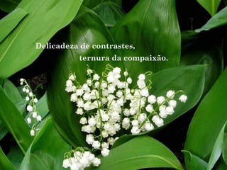 Delicadeza de contrastes,
ternura da compaixão.
 
