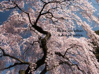 Basta um olhar.
A dor se retira.
 