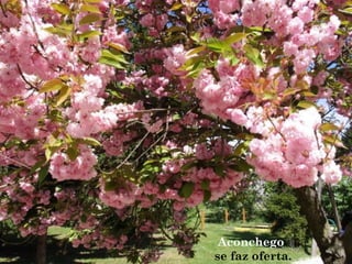 Aconchego
se faz oferta.
 