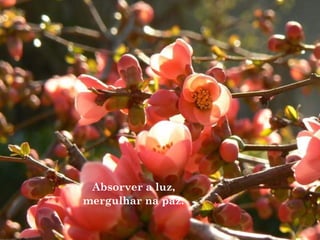 Absorver a luz,
mergulhar na paz.
 