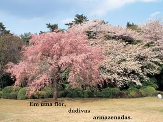 Em uma flor,
dádivas
armazenadas.
 