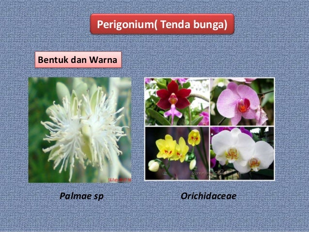PPT Morfologi Tumbuhan Jenis dan Bagian Bunga