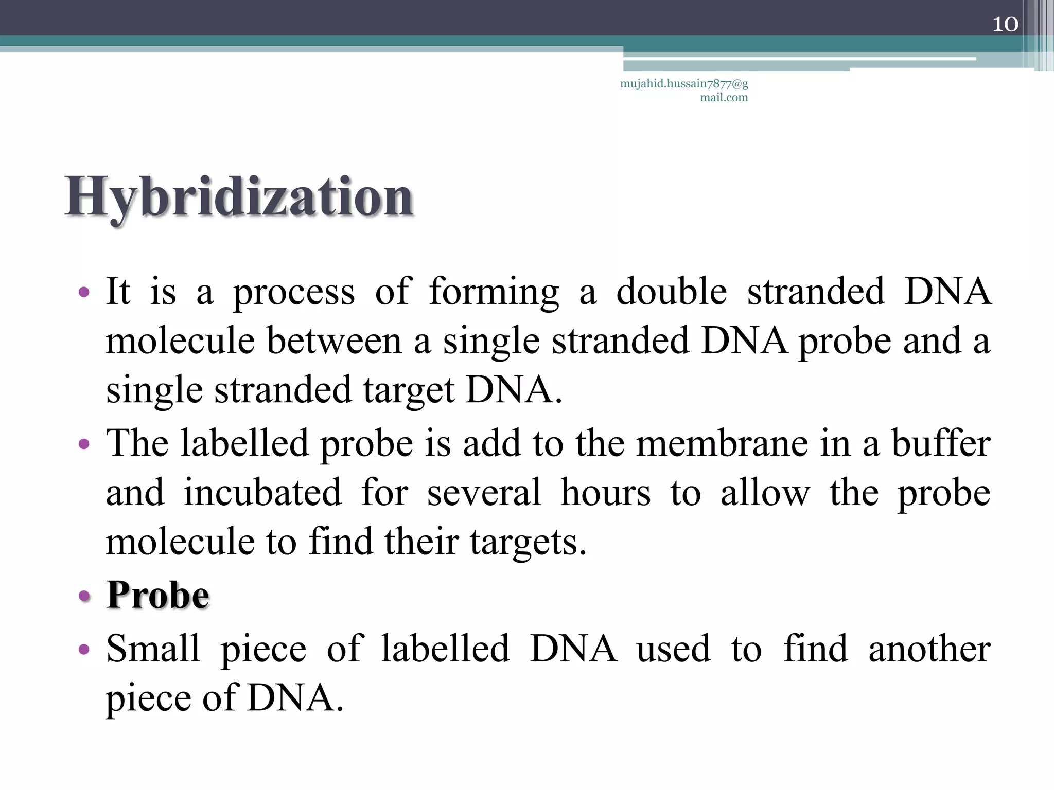 Hybridization
• It is a process of forming a double stranded DNA
molecule between a single stranded DNA probe and a
single stranded target DNA.
• The labelled probe is add to the membrane in a buffer
and incubated for several hours to allow the probe
molecule to find their targets.
• Probe
• Small piece of labelled DNA used to find another
piece of DNA.
mujahid.hussain7877@g
mail.com
10
 