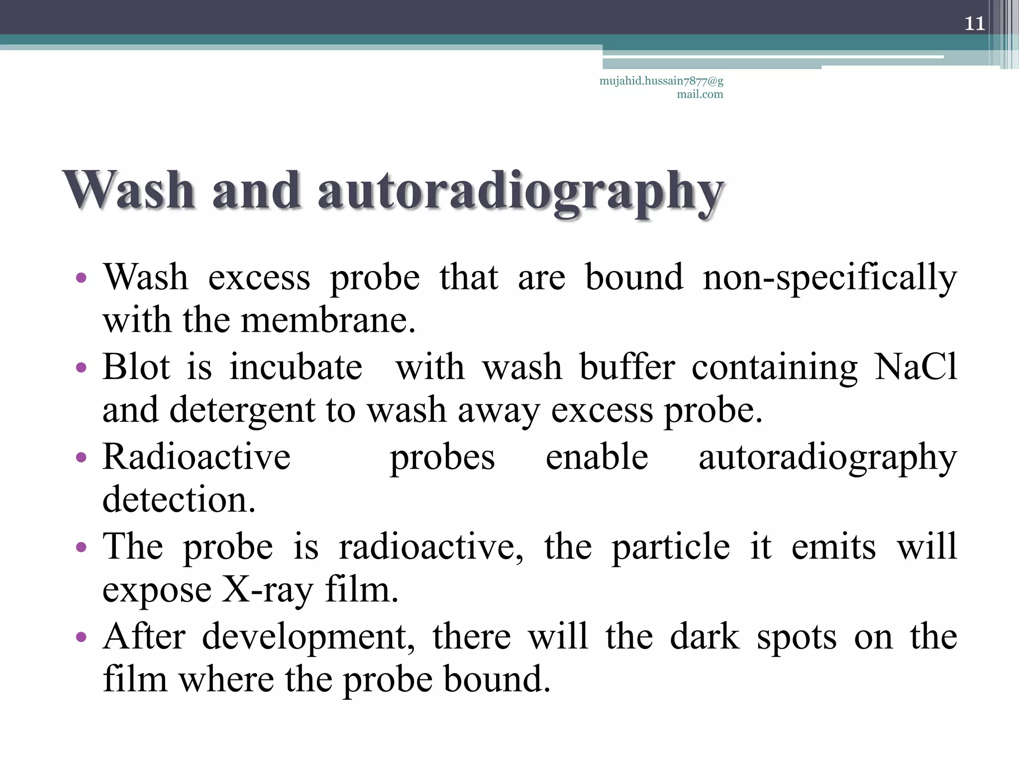 Wash and autoradiography
• Wash excess probe that are bound non-specifically
with the membrane.
• Blot is incubate with wash buffer containing NaCl
and detergent to wash away excess probe.
• Radioactive probes enable autoradiography
detection.
• The probe is radioactive, the particle it emits will
expose X-ray film.
• After development, there will the dark spots on the
film where the probe bound.
mujahid.hussain7877@g
mail.com
11
 