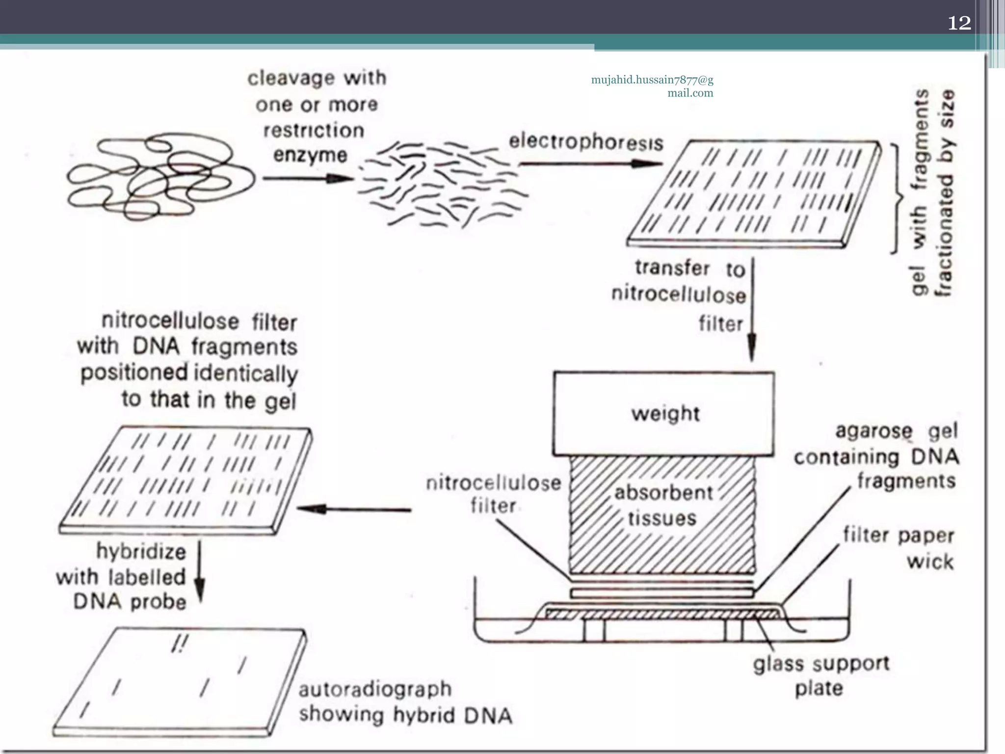 mujahid.hussain7877@g
mail.com
12
 