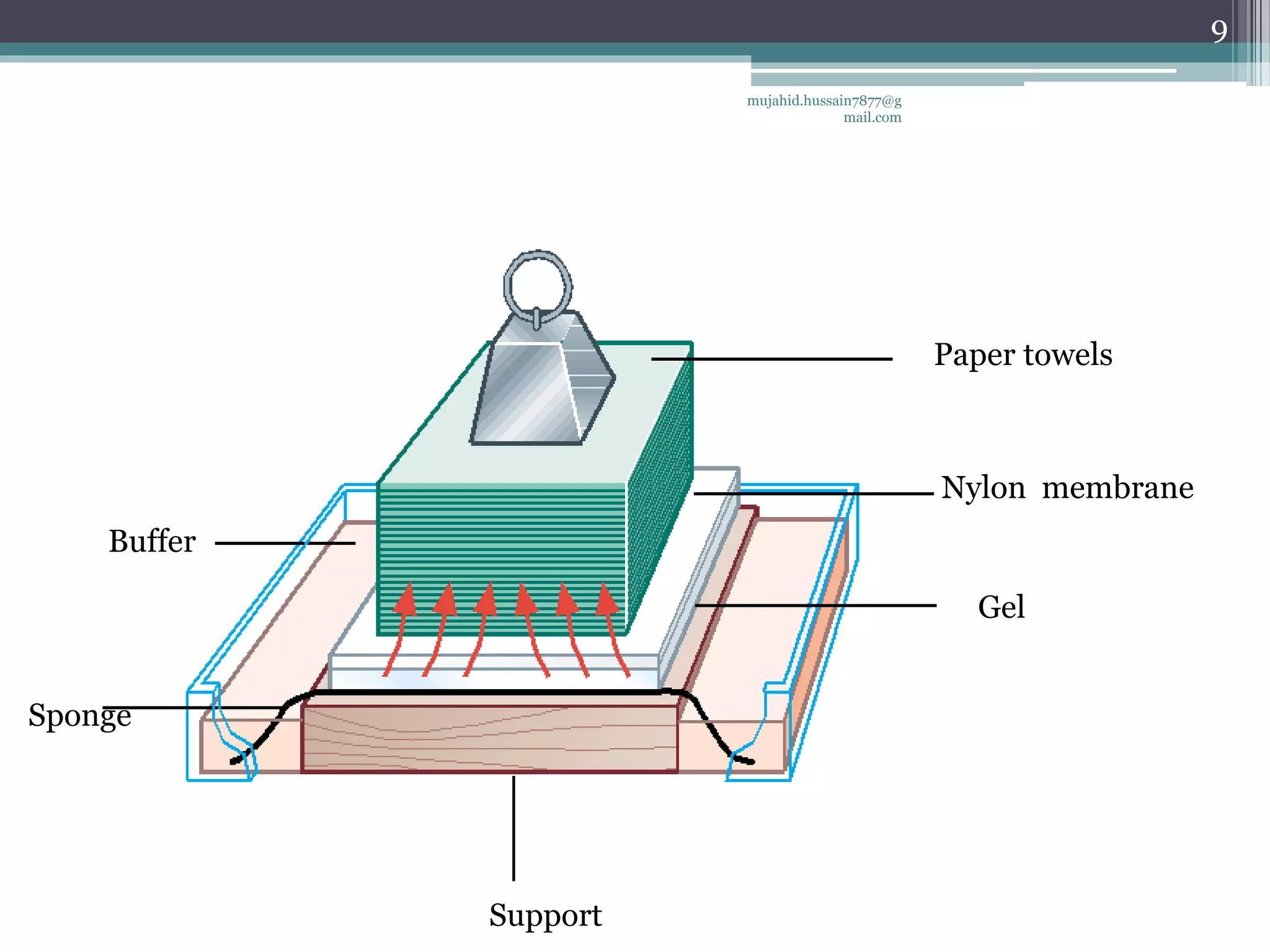 Paper towels
Nylon membrane
Gel
Buffer
Support
Sponge
mujahid.hussain7877@g
mail.com
9
 