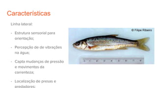 Características
Linha lateral:
- Estrutura sensorial para
orientação;
- Percepção de de vibrações
na água;
- Capta mudanças de pressão
e movimentos da
correnteza;
- Localização de presas e
predadores;
 