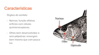 Características
Órgãos do sentido:
- Narinas: função olfativa;
orifícios com células
quimiorreceptoras;
- Olhos bem desenvolvidos e
sem pálpebras: enxergam
bem mesmo que com pouca
luz.
 