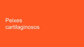 Peixes
cartilaginosos
 