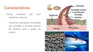 Características
Corpo revestido por uma
epiderme coberta:
- Escamas placoides revestidas
por esmalte e camada interna
de dentina com a polpa no
centro.
 