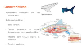 Características
Apresentam nadadeira do tipo
heterocerca.
Sistema digestório:
- Boca ventral;
- Dentes (inseridos na carne)
derivados das escamas placoides;
- Intestino com válvula espiral ou
tiflossole;
- Termina na cloaca;
 