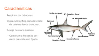 Características
Respiram por brânquias;
Espiráculo: orificio remanescente
da primeira fenda branquial.
Bexiga natatória ausente:
- Controlam a flutuação por
óleos presentes no fígado.
 