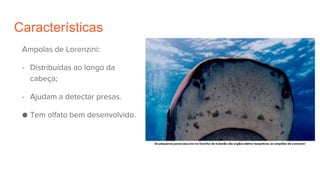 Características
Ampolas de Lorenzini:
- Distribuídas ao longo da
cabeça;
- Ajudam a detectar presas.
● Tem olfato bem desenvolvido.
 