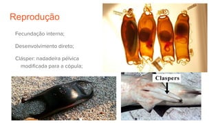 Reprodução
Fecundação interna;
Desenvolvimento direto;
Clásper: nadadeira pélvica
modificada para a cópula;
Há ovíparos, ovovivíparos e
vivíparos.
 