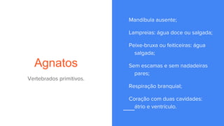 Agnatos
Vertebrados primitivos.
Mandíbula ausente;
Lampreias: água doce ou salgada;
Peixe-bruxa ou feiticeiras: água
salgada;
Sem escamas e sem nadadeiras
pares;
Respiração branquial;
Coração com duas cavidades:
átrio e ventrículo.
 