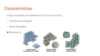 Características
Corpo revestido por epiderme lisa e rica em muco;
- Facilita a locomoção;
- Evita infecções;
● Escamas de origem dérmica: sobrepostas.
 