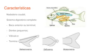 Características
Nadadeira caudal;
Sistema digestório completo:
- Boca anterior ou terminal;
- Dentes pequenos;
- Válvula espiral ausente;
- Termina no ânus.
 