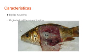 Características
● Bexiga natatória:
- Órgão hidrostático e respiratório;
 