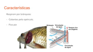 Características
Respiram por brânquias:
- Cobertas pelo opérculo;
- Fixa por uma série de músculos;
 