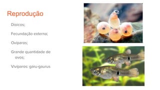 Reprodução
Dioicos;
Fecundação externa;
Ovíparos;
Grande quantidade de
ovos;
Vivíparos: garu-gaurus
 