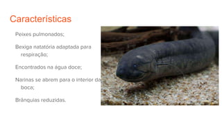Características
Peixes pulmonados;
Bexiga natatória adaptada para
respiração;
Encontrados na água doce;
Narinas se abrem para o interior da
boca;
Brânquias reduzidas.
 