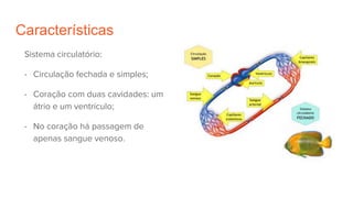 Características
Sistema circulatório:
- Circulação fechada e simples;
- Coração com duas cavidades: um
átrio e um ventrículo;
- No coração há passagem de
apenas sangue venoso.
 