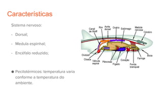 Características
Sistema nervoso:
- Dorsal;
- Medula espinhal;
- Encéfalo reduzido;
● Pecilotérmicos: temperatura varia
conforme a temperatura do
ambiente.
 