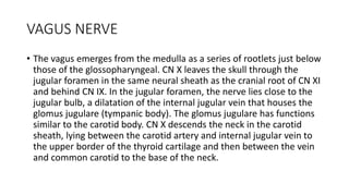 VAGUS NERVE
• The vagus emerges from the medulla as a series of rootlets just below
those of the glossopharyngeal. CN X leaves the skull through the
jugular foramen in the same neural sheath as the cranial root of CN XI
and behind CN IX. In the jugular foramen, the nerve lies close to the
jugular bulb, a dilatation of the internal jugular vein that houses the
glomus jugulare (tympanic body). The glomus jugulare has functions
similar to the carotid body. CN X descends the neck in the carotid
sheath, lying between the carotid artery and internal jugular vein to
the upper border of the thyroid cartilage and then between the vein
and common carotid to the base of the neck.
 