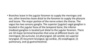 • Branches leave in the jugular foramen to supply the meninges and
ear; other branches leave distal to the foramen to supply the pharynx
and larynx. The major portion of the nerve enters the thorax. The
vagus has two sensory ganglia. The superior (jugular) vagal ganglion is
located in the jugular fossa of the temporal bone; the inferior
(nodose) ganglion is located just distal to the jugular foramen. There
are 10 major terminal branches that arise at different levels: (a)
meningeal, (b) auricular, (c) pharyngeal, (d) carotid, (e) superior
laryngeal, (f) recurrent laryngeal, (g) cardiac, (h) esophageal, (i)
pulmonary, and (j) gastrointestinal.
 