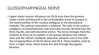 GLOSSOPHARYNGEAL NERVE
• Upper motor neuron influences on CN IX arise from the primary
motor cortex and descend in the corticobulbar tracts to synapse in
the rostral portion of the nucleus ambiguus in the dorsolateral
medulla. The cortical innervation is bilateral. The cells in the nucleus
ambiguus are branchiomotor and innervate muscles derived from the
third, fourth, and sixth branchial arches. The nerve emerges from the
medulla as three to six rootlets in the groove between the inferior
olive and the inferior cerebellar peduncle, between and in line with
the emerging fibers of CN VII above and CN X. These rootlets unite to
form a single nerve, which leaves the skull through the jugular
foramen.
 